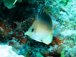 8 Longsnout Butterflyfish IMG 3628